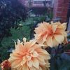 argenis.loaiza3