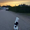 _manja_0