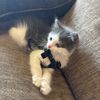 nyxhellokitty