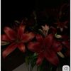 iiil_91