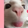 user409752036