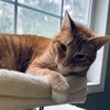 sawyers_cat_rescue