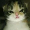 _mochi_867