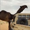 al.nahy