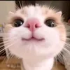 baoconcute__710
