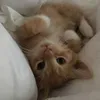 mj_iuu