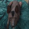 threeweirddogs