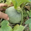 dapur_pak_e