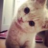 sasi_nipxo