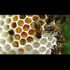 smain.abeille