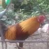 van.truong.nguyen597