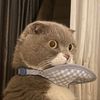 Cat Boss