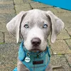 ralphthesilverlab