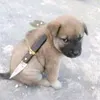 bert_jo2