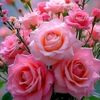 nabila.mizaham