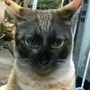 gonesobom