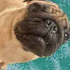 thepug671