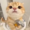 linhdanladarling8