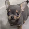 tofy.ball