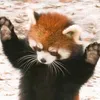 kittblmamymav