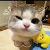 meng.meng6255
