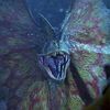 dilophosaurus69