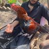 ️RAWALAKOT