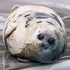 mr.seal.2