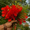 adira.akhter
