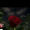 user4083215322960