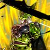 dragon.ball.legen381
