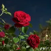 jihan.919