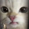 nikoleeee75