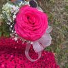 dehlia.grace