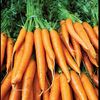 carrotsareawsome2