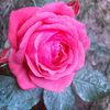 sharmin.akter9