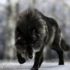 lonewolf6407