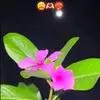 chaparrita6401
