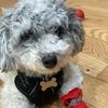 jasper_thedog1