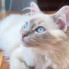 Pasha the Ragdoll 💙