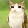 cacasitosatalito0