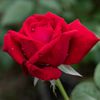 afrina_za9936