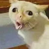 imhotmariaclara5