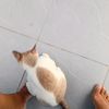 sirima0158