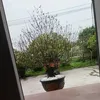 haoanhcute2