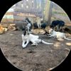 kivumbi-dogs-rescue-shelter