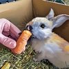 puricelthebunny