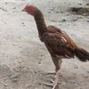 raja.sadaqat.20