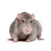 rat43667