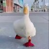 duck_12345674